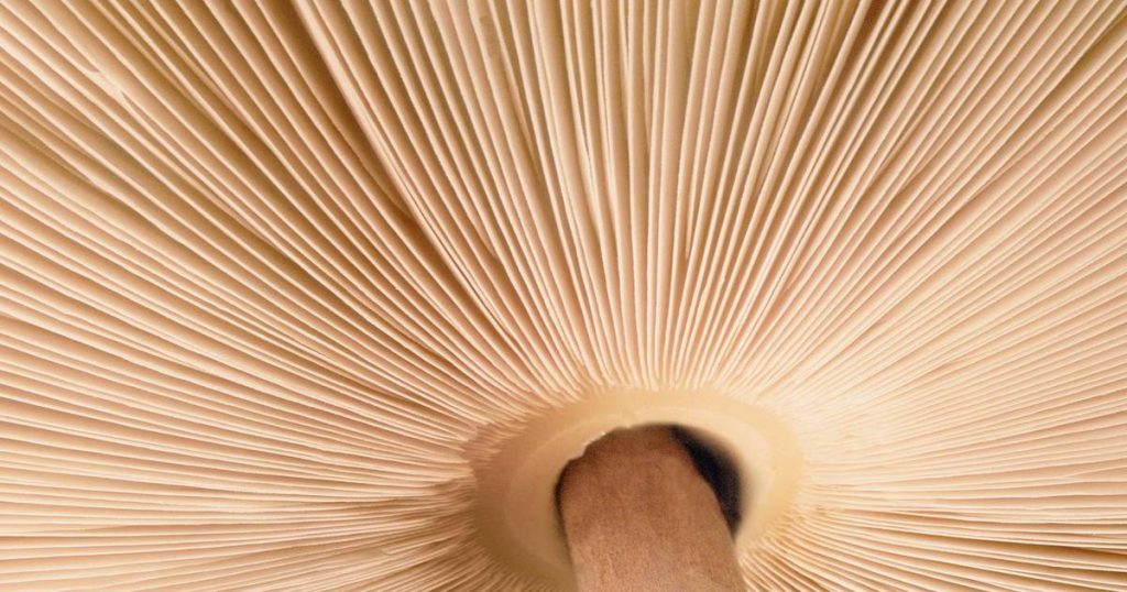 A new study finds that mushrooms communicate with each other using a lexicon of up to 50 words |  Science