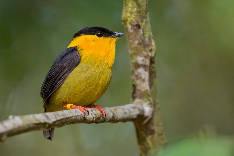 'Dramatic' decline in numbers of tropical birds in Panama - and those in the nature reserve