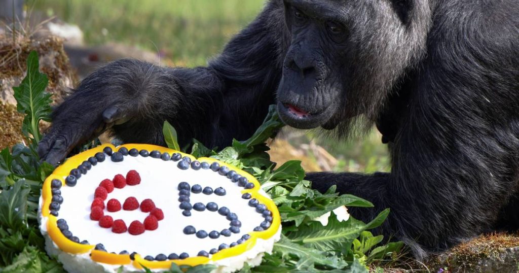 Vatu, the world's oldest gorilla, blows out 65 candles |  abroad