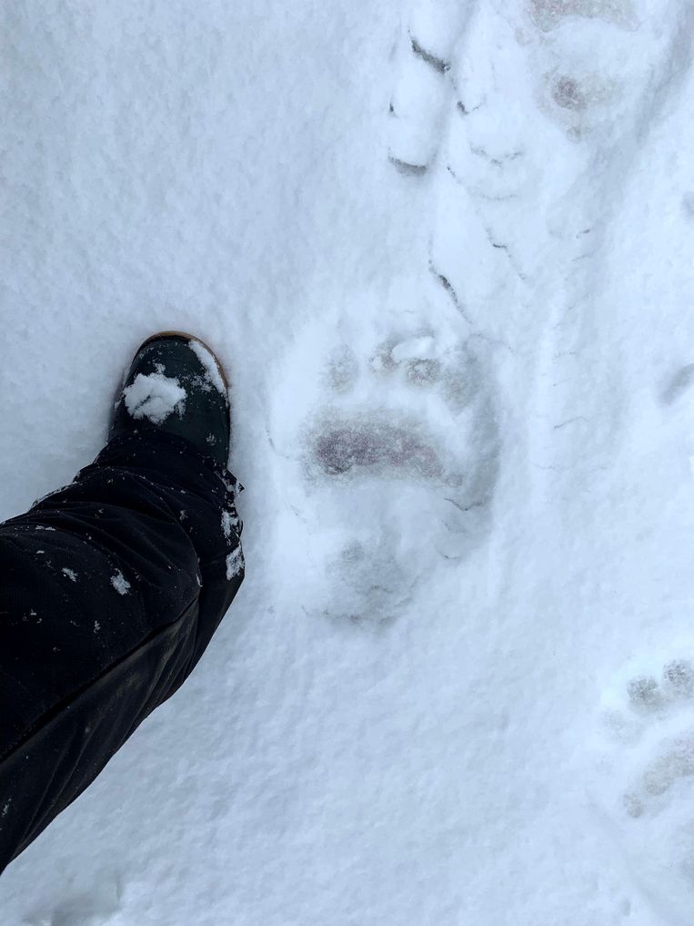 The imprint of a suspected polar bear's paw.  Photo by AFP/Sophie Bonneville
