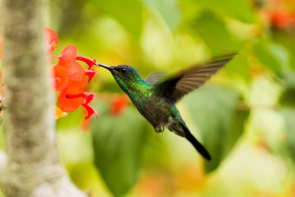 Scientists Treat Hummingbirds to a Trip to the Mountains (But It Doesn't End Well)
