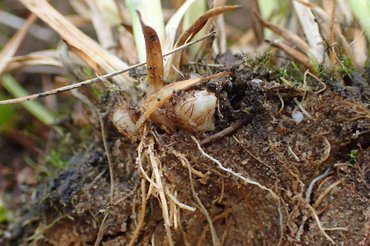 Underground root nodules