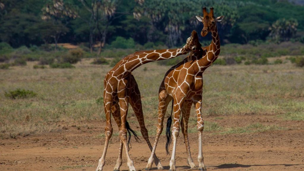 It also appears that the long-necked giraffes were the result of a fight between females |  Sciences