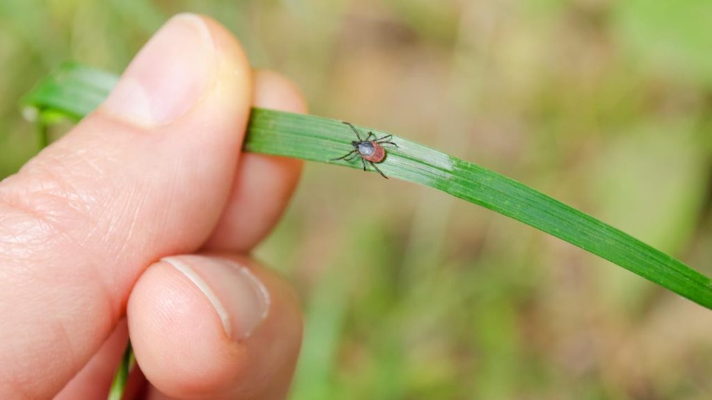 Ticks appear to be found in all types of plants, including short mowing weeds |  Sciences