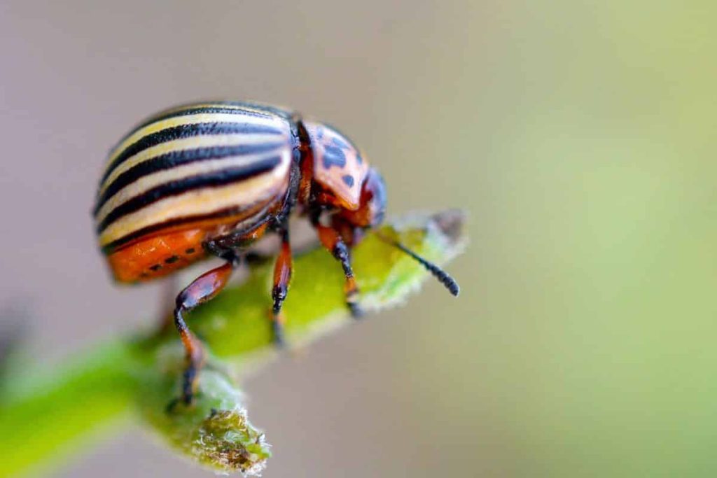 The amazing Colorado potato beetle amaze friends and foes (and all the scientists) by completely smashing its muscles in the winter