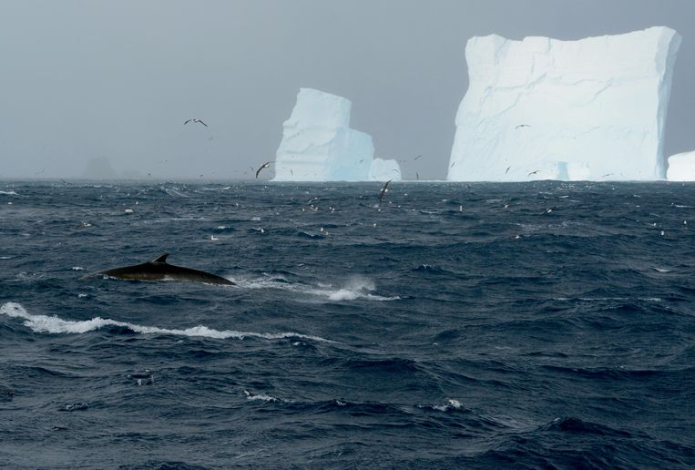 Fin whales are back in Antarctica after forty years