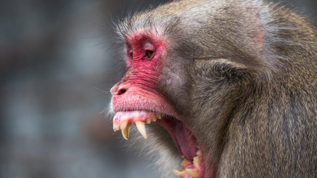 Wild monkeys terrorize a Japanese city and the police take action