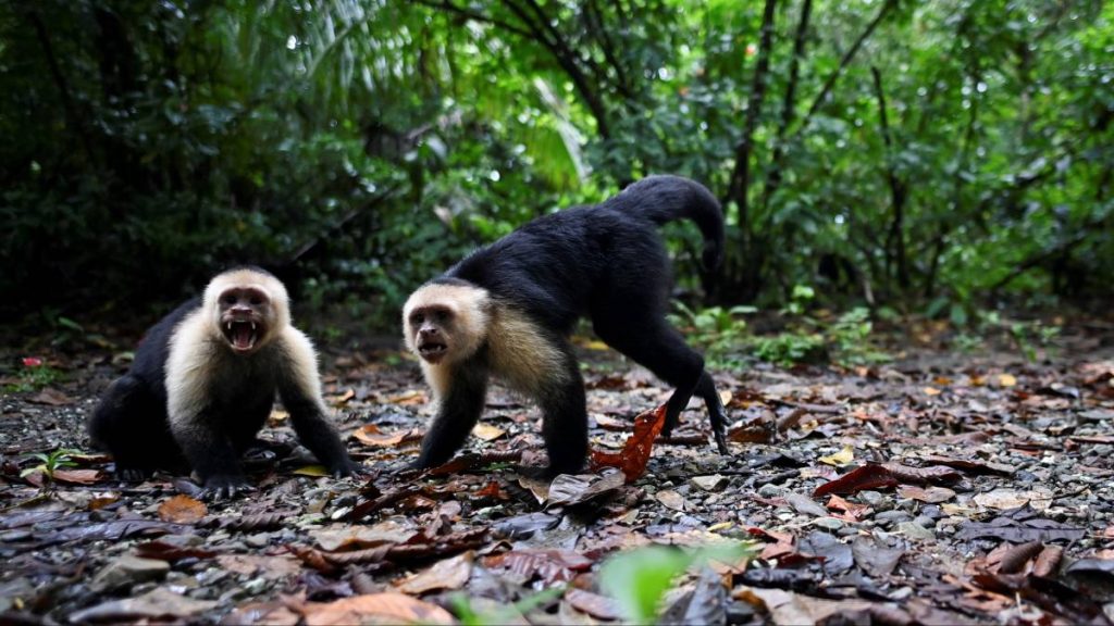 Stop killing monkeys for fear of monkeypox virus