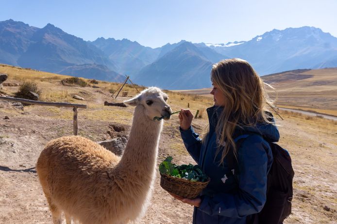 Rhea feeds a llama