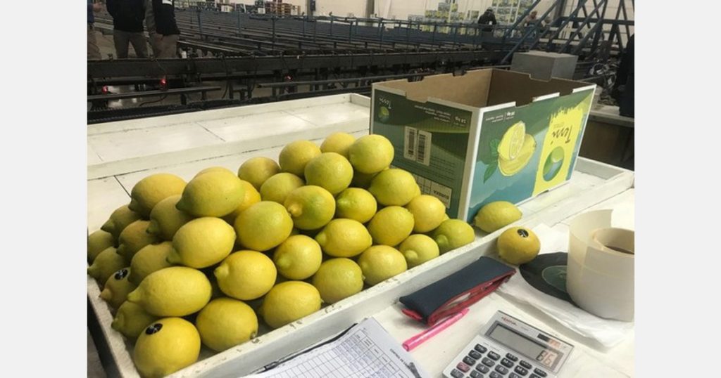 Argentine citrus exports drop as season ends
