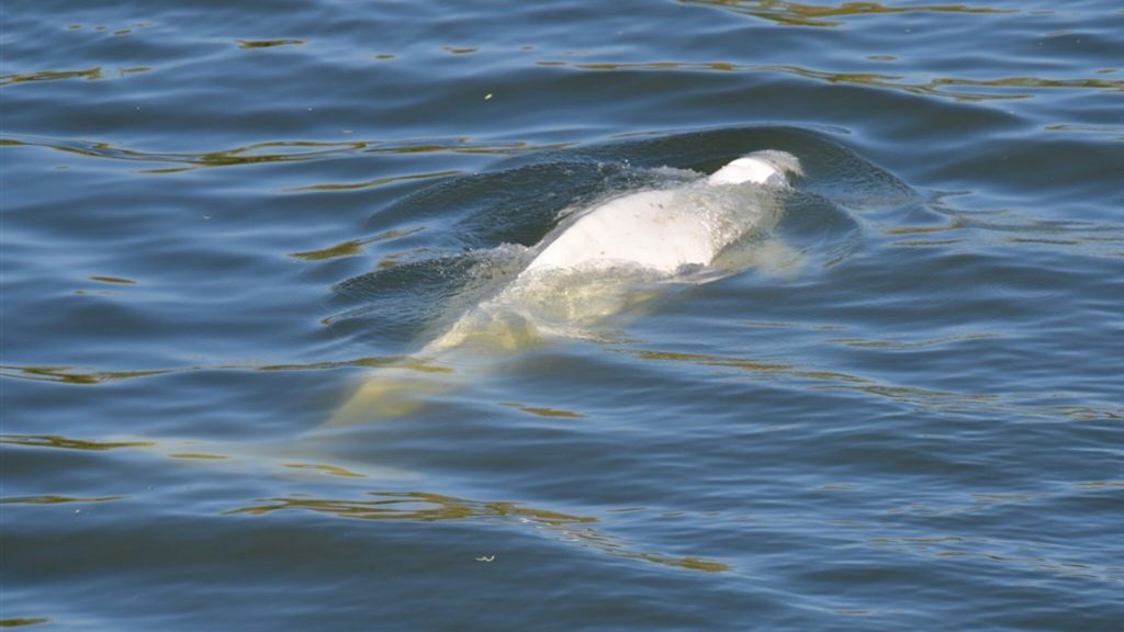 A white dolphin lost in the Seine gets a dose of vitamin