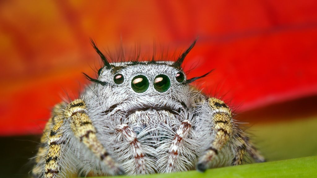 Amazing discovery: spiders seem to be dreaming