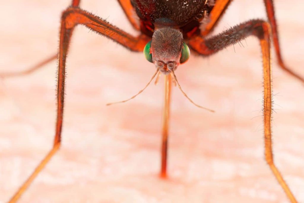 Dutch scientists discover how the malaria parasite's invisibility cloak works (and can remove it)