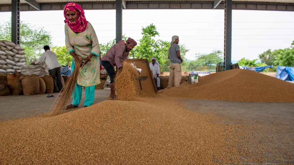 India is unlikely to become a major grain exporter despite promises |  Currently