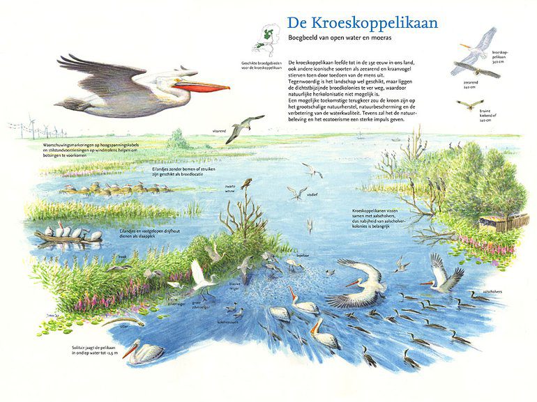 The main role: the Dalmatian pelican in its environment