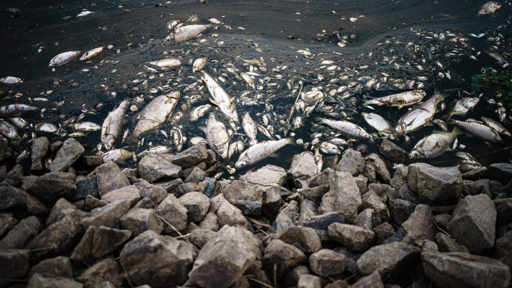 No more fish deaths in the Oder River, the reason is currently not clear