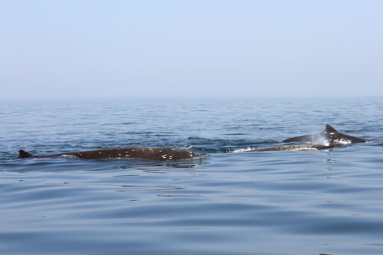The beaked whale knows how to hide well