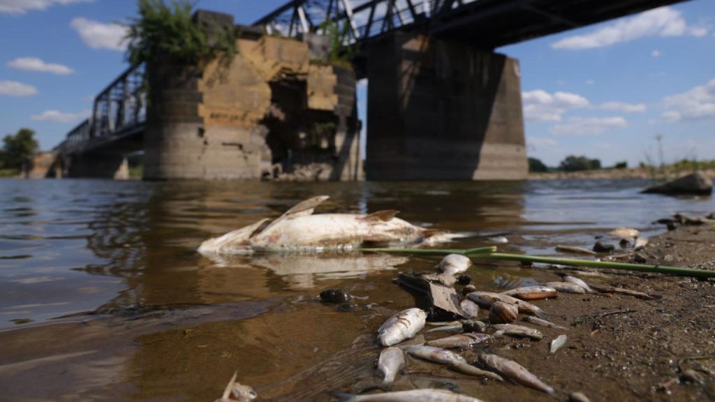 There is no explanation yet for the killing of huge fish in the Oder River |  Currently