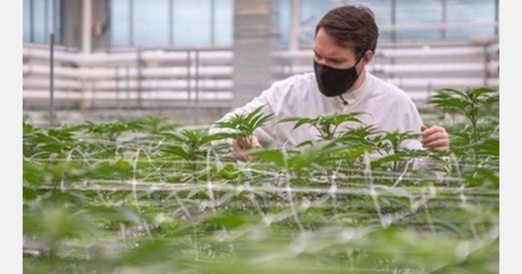 Aurora acquires cannabis vegetable and flower growing company