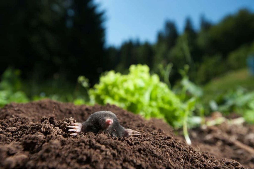 'Winter is coming' In response, the skulls of European moles have shrunk by up to 11 percent