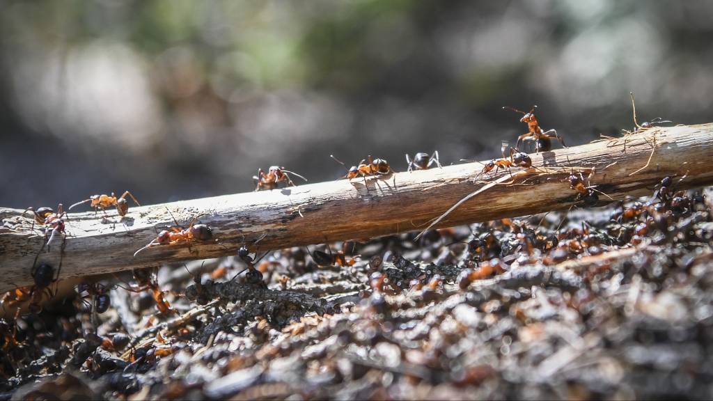 The number of ants on Earth is estimated to be about 20 quadrillion, according to new research