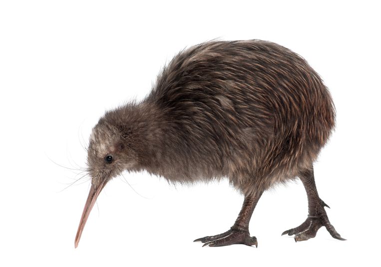 Five months old kiwi.  Getty Images