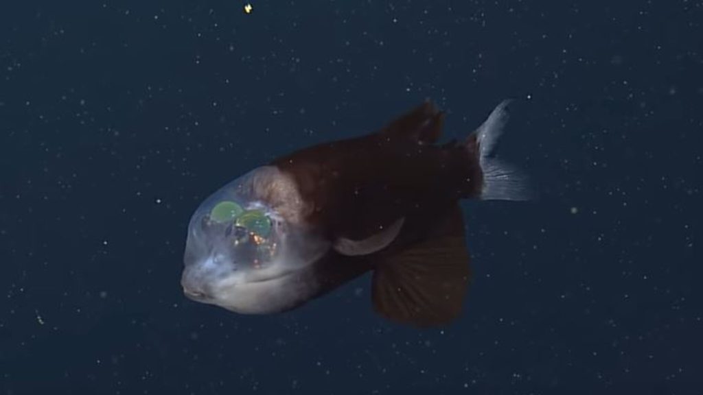 A rare fish with a transparent head was photographed in "Twilight of the Sea"
