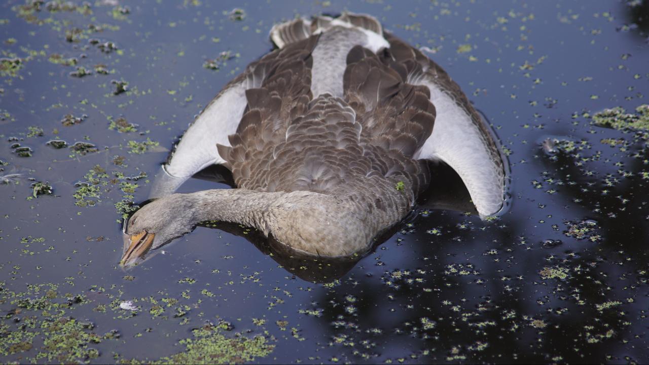 Waterfowl are important contributors to the spread of avian influenza.