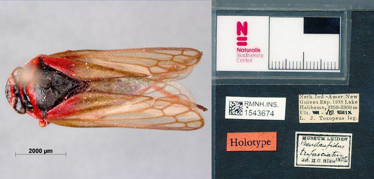 The original Pseudaufidus trifasciatus, a species of cicada first described by H.C. Blöte in 1957