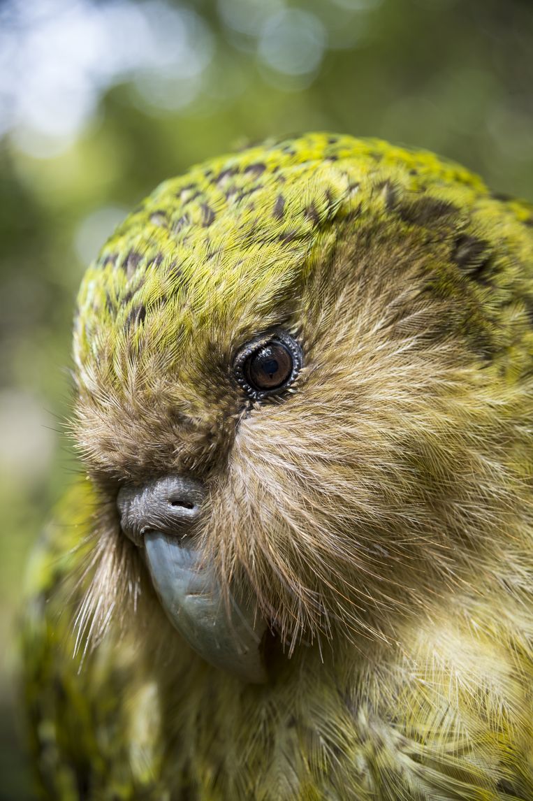New Zealand's Rakiura Island is now completely free of predators - is that a good idea?