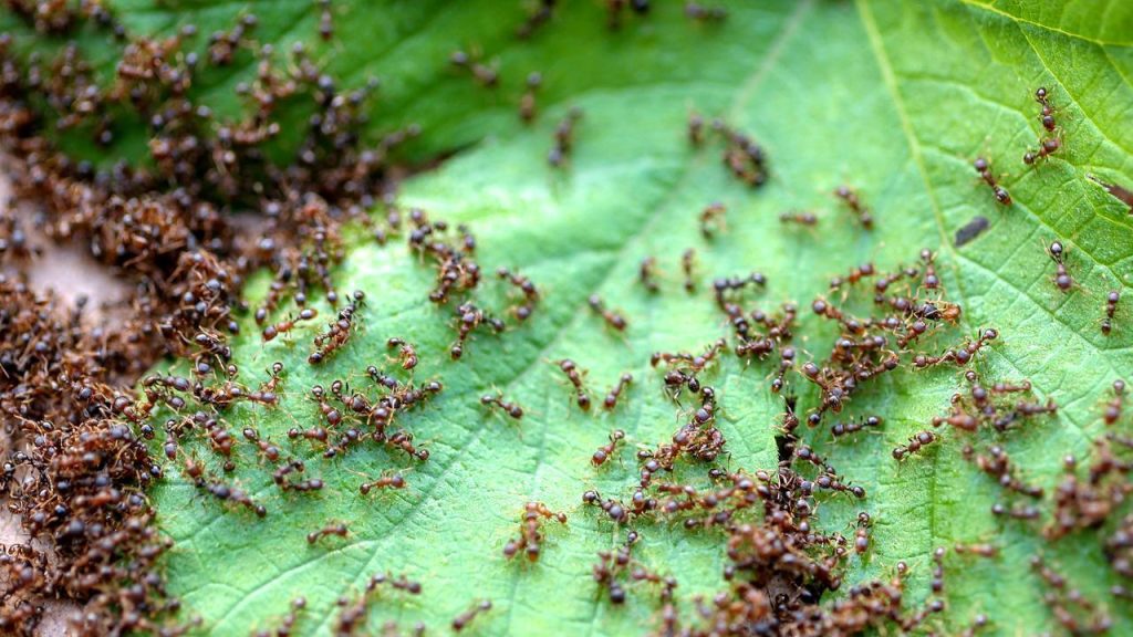The Earth contains at least 20 quadrillion ants (and possibly many more) |  the animals