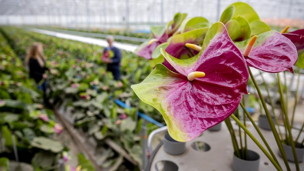 Expensive energy means we can sell fewer flowers and plants |  Economie