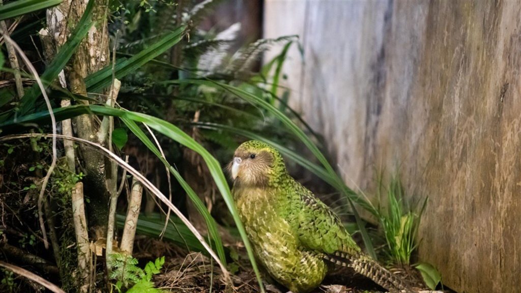 New Zealand's bird of the year?  Favorite kakapo is not allowed to participate