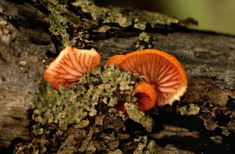 Rare red ear fungus discovered in the Netherlands
