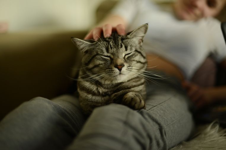 Research Shows: Your Cat Really Understands What You're Saying