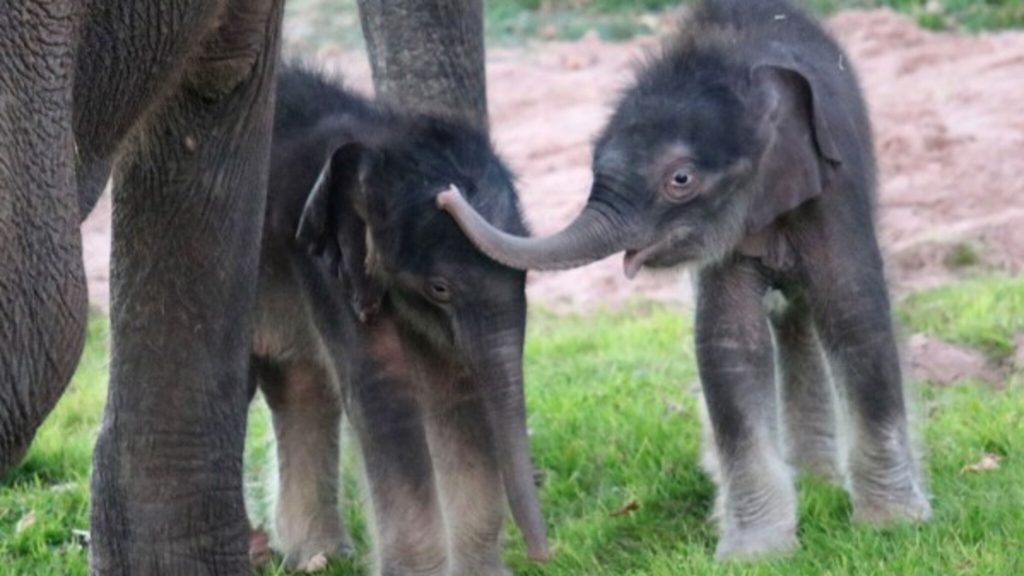 Rare elephant twins born at US zoo: 'Big surprise'