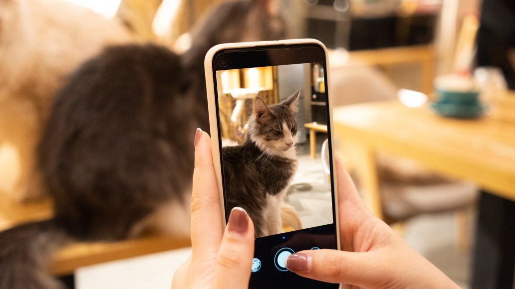 dream job?  Here you can watch paid cat videos all day long