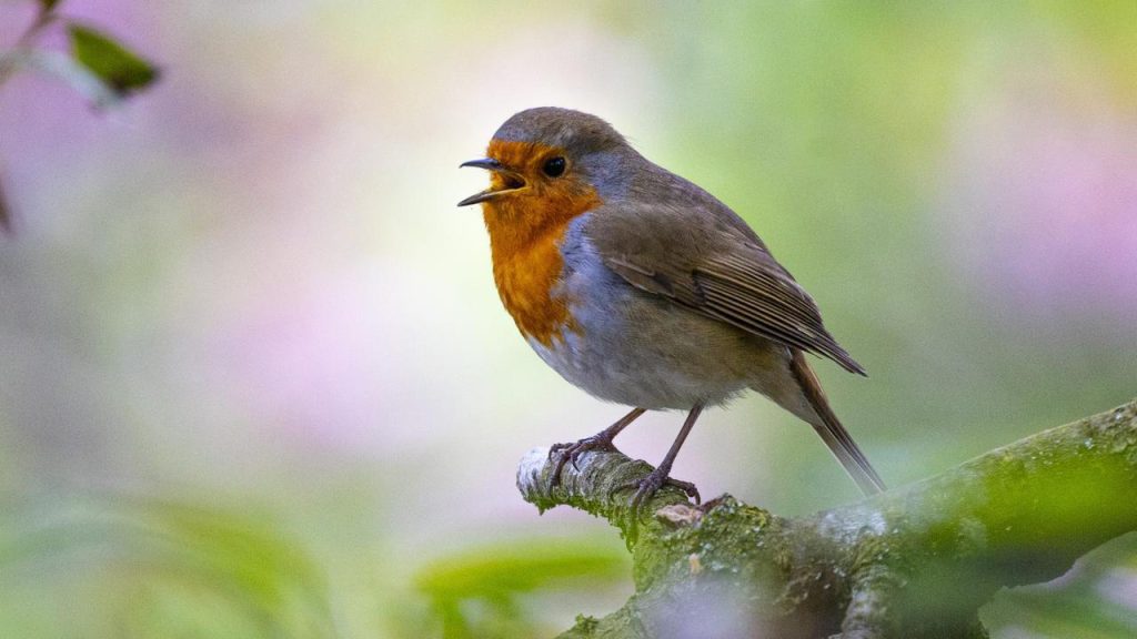 Robins are more aggressive due to human noise pollution  Sciences