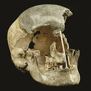 A skull in Zlatý K in the Czech Republic has the DNA that connects women to Ranis. It shows an ancient human skull called Zlatý Kůň, which was originally discovered in Koněprusy caves in the Czech Republic. Credit: Marik Ganta/National Museum, Prague