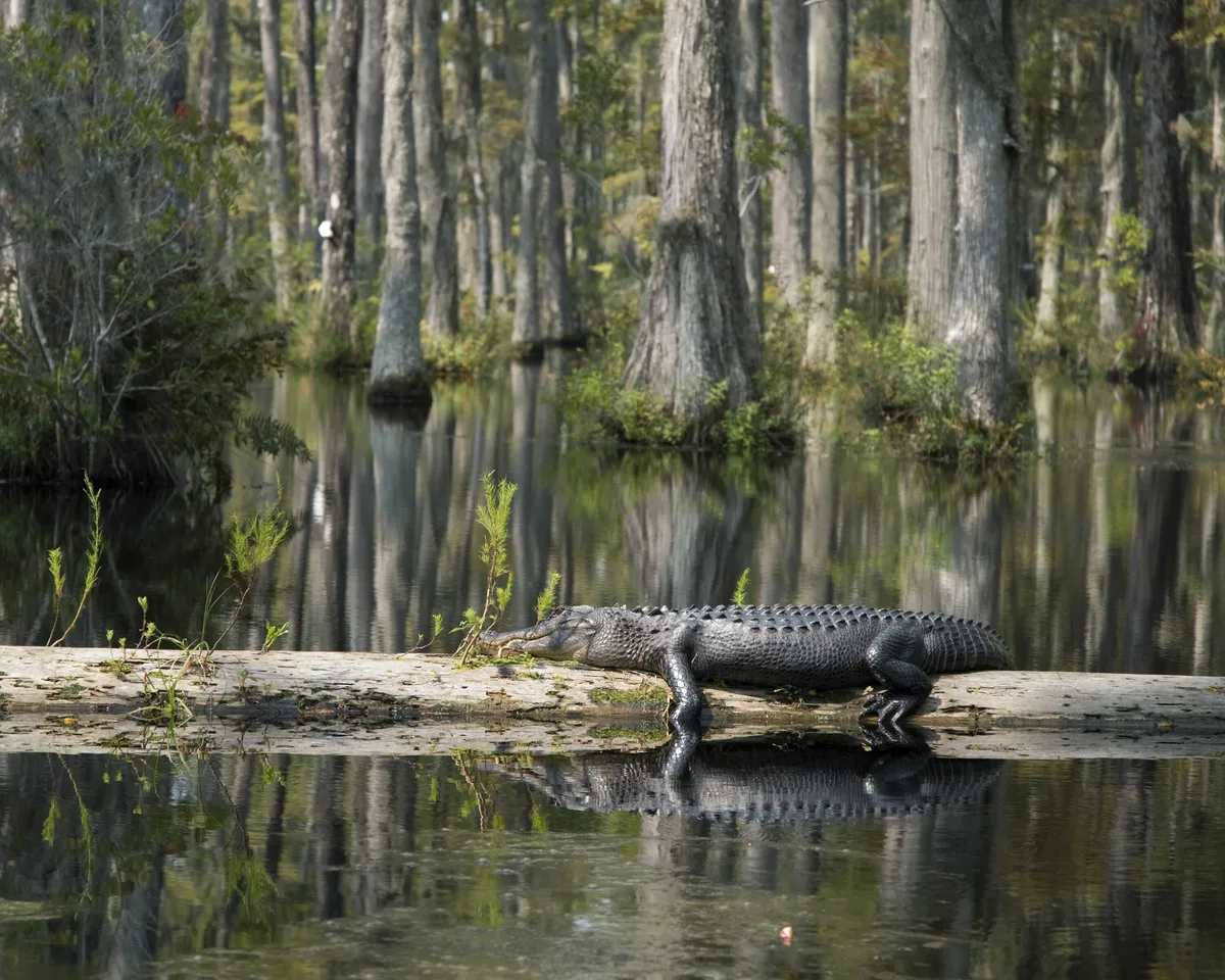 The crocodile rests on the record