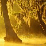 A fatal element is spread through the vast swamps in the southeastern Georgia A fatal element is spread through the vast swamps in the southeastern Georgia