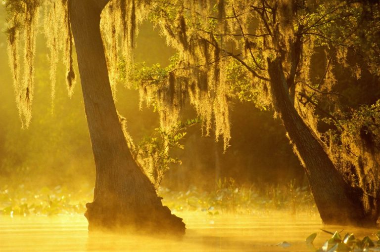 A fatal element is spread through the vast swamps in the southeastern Georgia