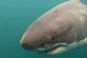 A wonderful white shark was found 16 feet with a completely circular hole in the head – we know exactly the reason for that