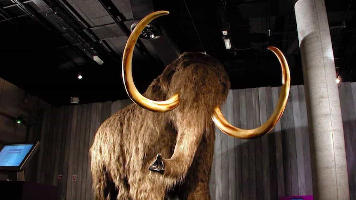 Scientists are trying to revive the Sufi mammoth, but they just brought an extraordinary creature in life.