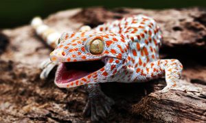 The “Sixth Meaning” in animals, and changing views on development