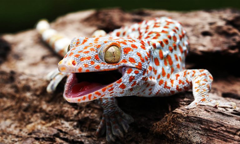 The “Sixth Meaning” in animals, and changing views on development