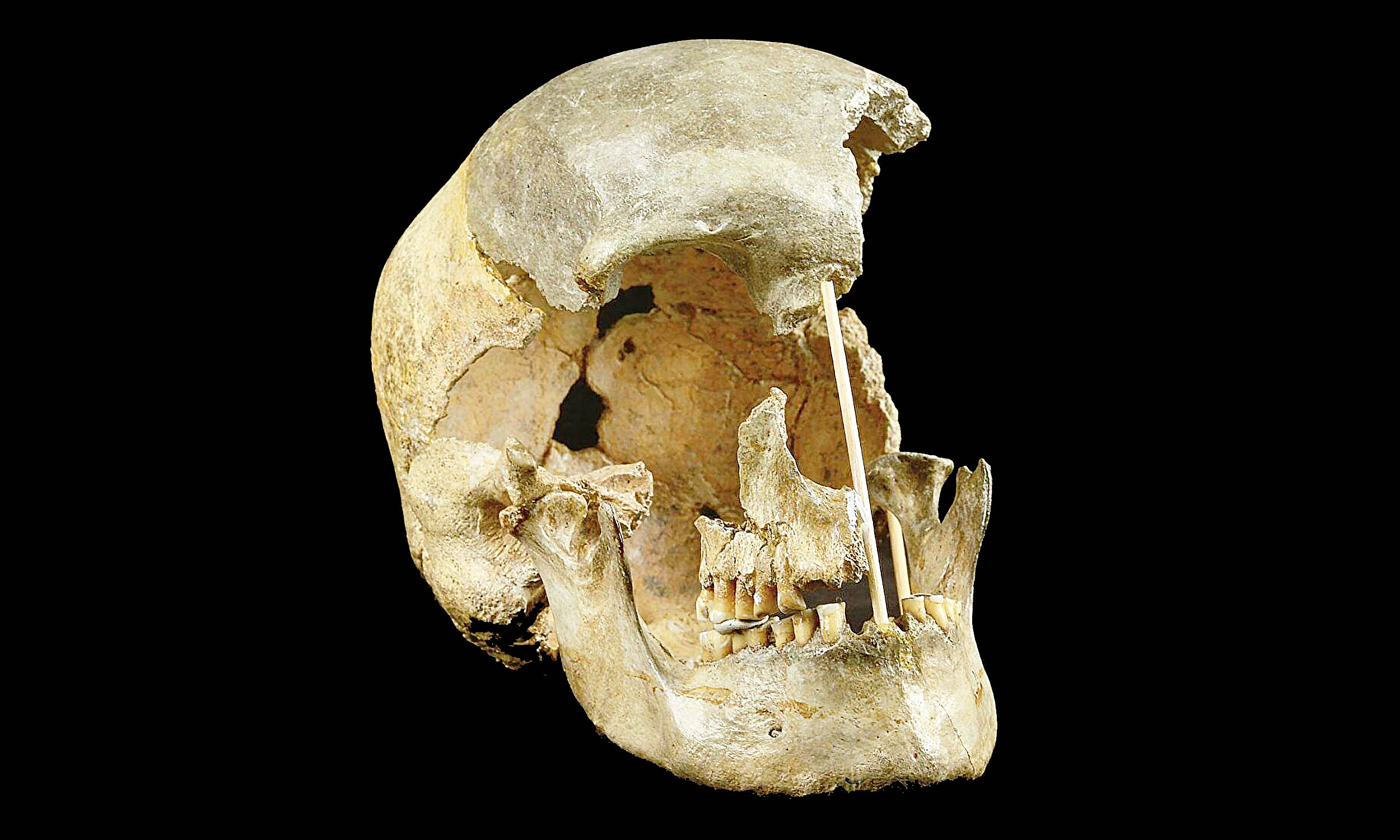 The oldest human DNA that was absolutely found reveals the branch of the lost family tree